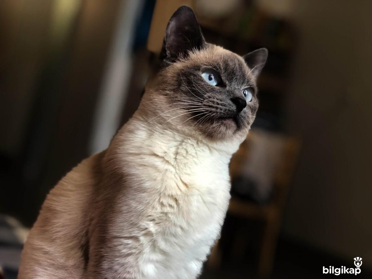 Siyam Kedi Bakımı  Evcil Hayvanlar Kedi Bakımı